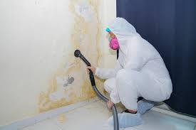 Why You Should Choose Our Mold Remediation Services in Pleasanton, CA